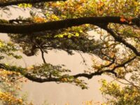 Drucken mit finanziellem Klimabeitrag bei dierotationsdrucker.de