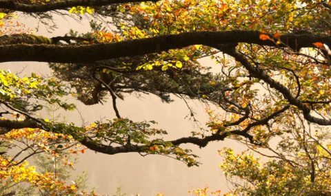 Drucken mit finanziellem Klimabeitrag bei dierotationsdrucker.de