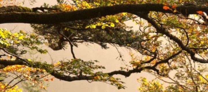 Drucken mit finanziellem Klimabeitrag bei dierotationsdrucker.de